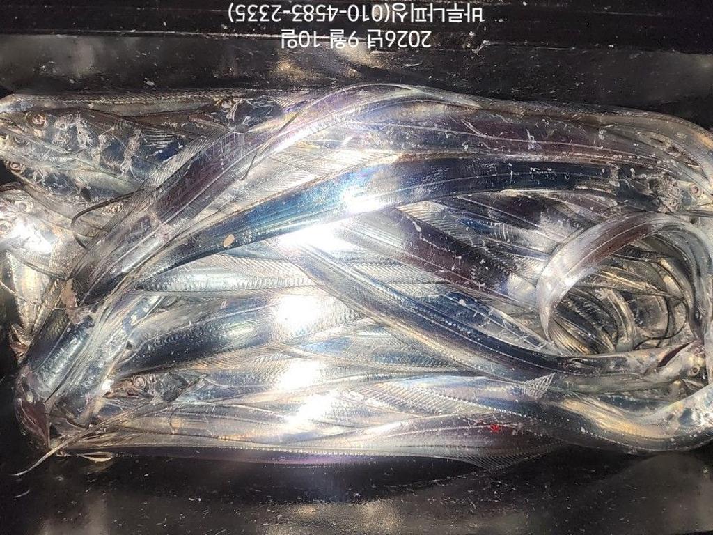 낚시뚜,갈치,속천항(진해),바루나피싱,낚시뚜8