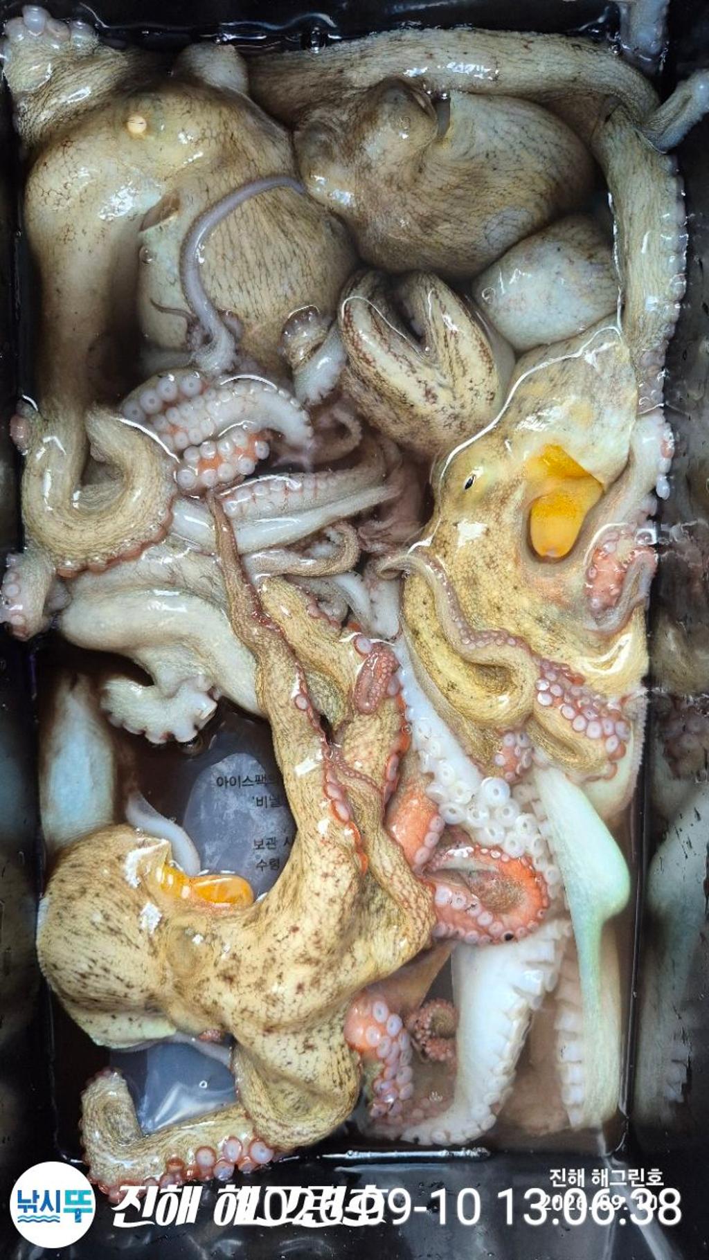 낚시뚜,돌문어,삼포항,진해 해그린호,낚시뚜4