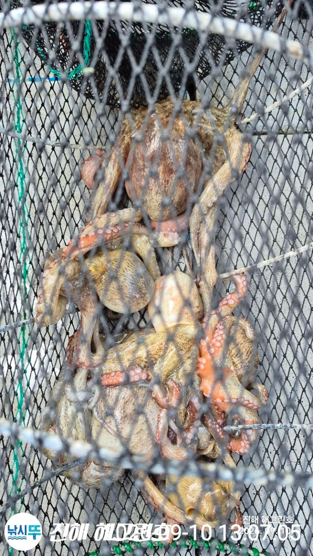 낚시뚜,돌문어,삼포항,진해 해그린호,낚시뚜8
