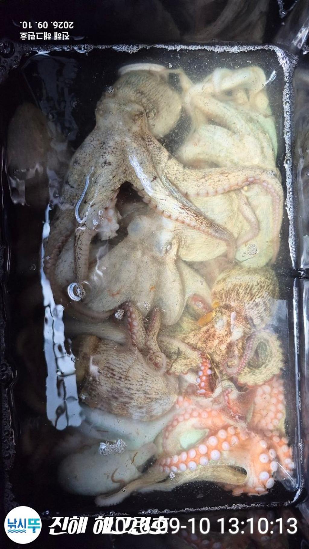 낚시뚜,돌문어,삼포항,진해 해그린호,낚시뚜2
