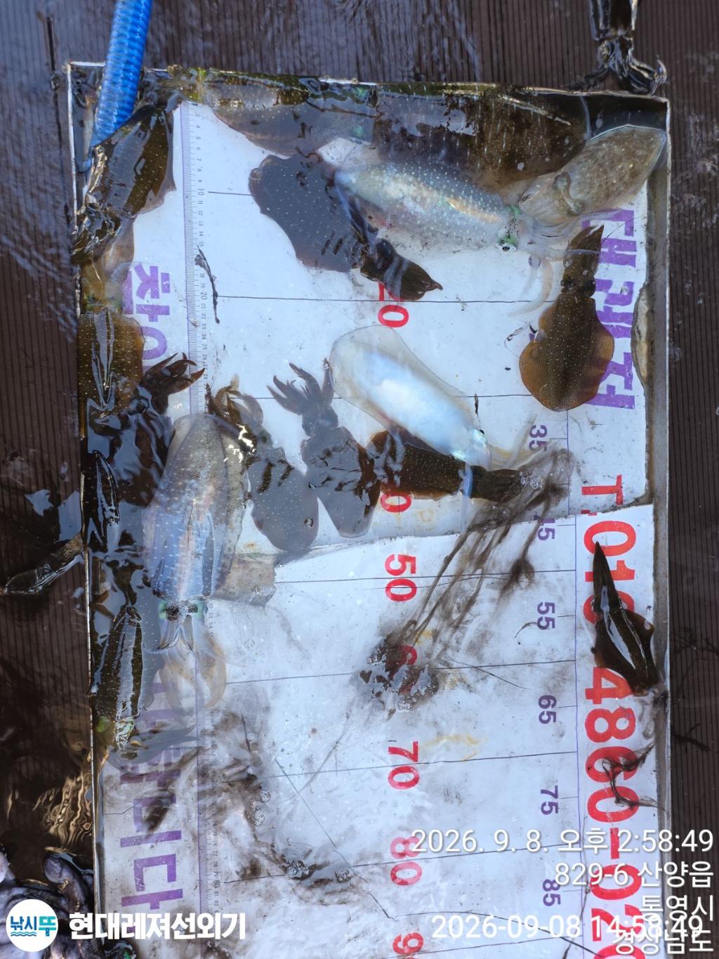 낚시뚜,감성돔,갑오징어,풍화상장마을,통영 현대레져선외기,낚시뚜3