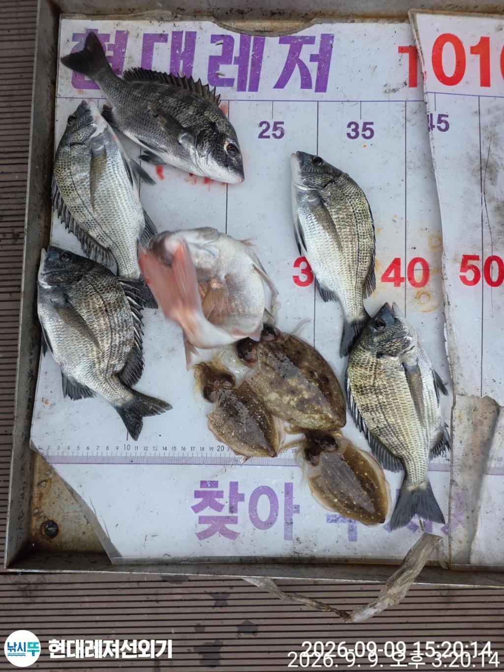 낚시뚜,감성돔,갑오징어,풍화상장마을,통영 현대레져선외기,낚시뚜2