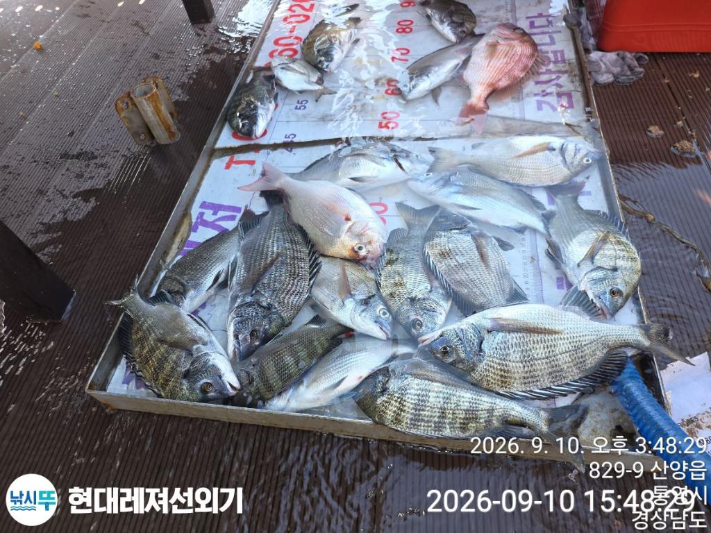 낚시뚜,감성돔,갑오징어,풍화상장마을,통영 현대레져선외기,낚시뚜1