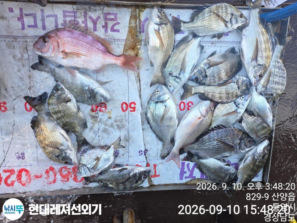 낚시뚜,감성돔,갑오징어,풍화상장마을,통영 현대레져선외기,낚시뚜0