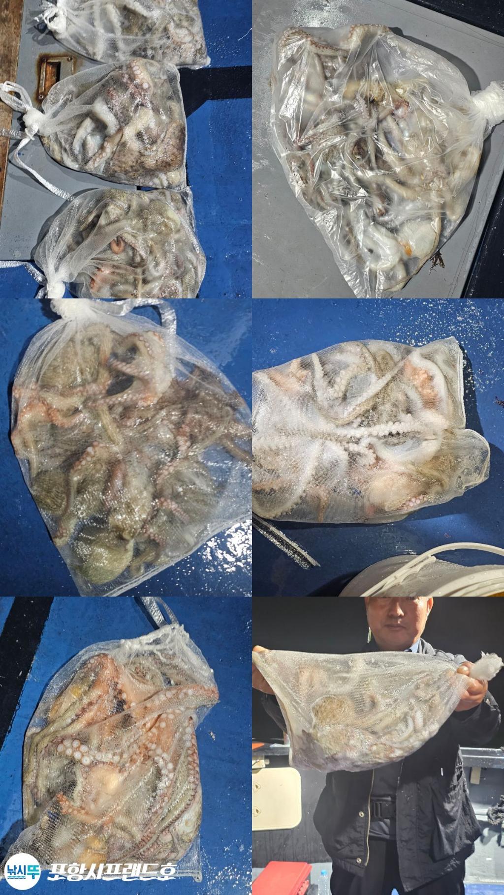 낚시뚜,돌문어,영일만항,포항시프랜드호,낚시뚜1