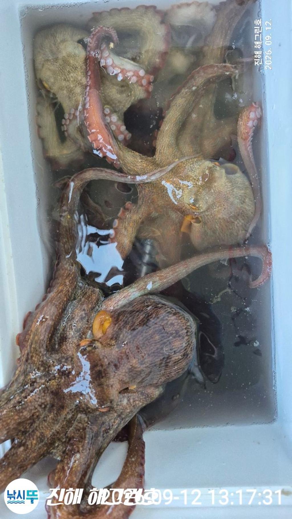 낚시뚜,돌문어,삼포항,진해 해그린호,낚시뚜2
