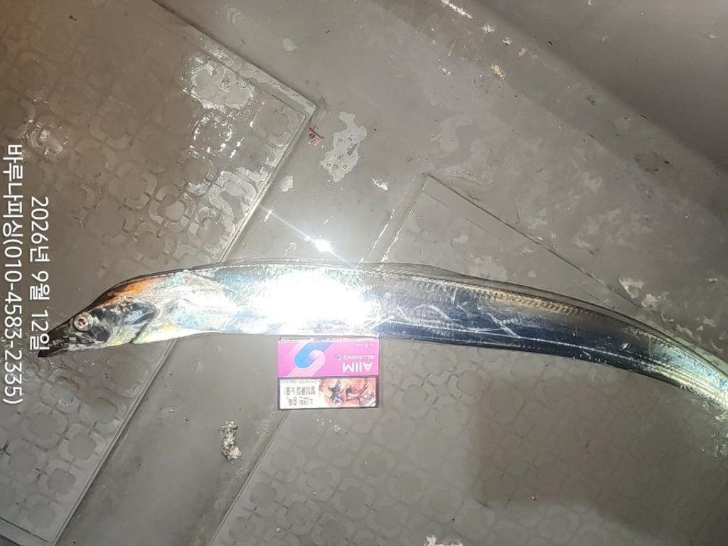 낚시뚜,갈치,속천항(진해),바루나피싱,낚시뚜6