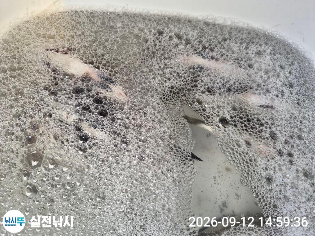 낚시뚜,감성돔,돌돔,참돔,녹동항,실전낚시,낚시뚜17