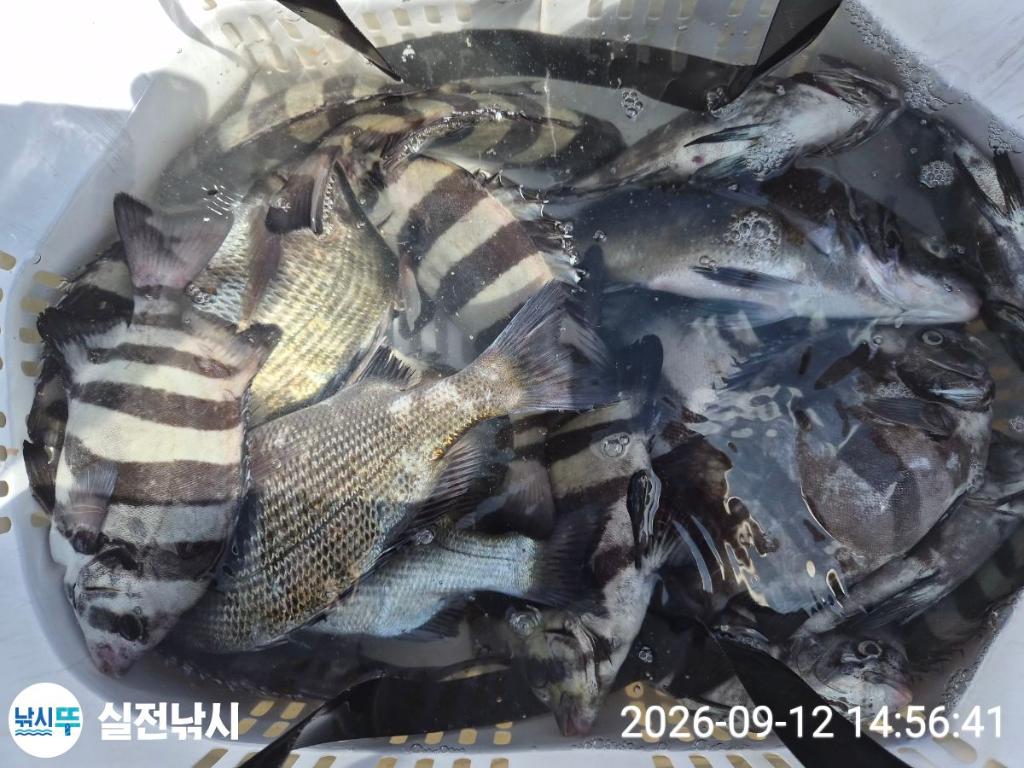 낚시뚜,감성돔,돌돔,참돔,녹동항,실전낚시,낚시뚜3