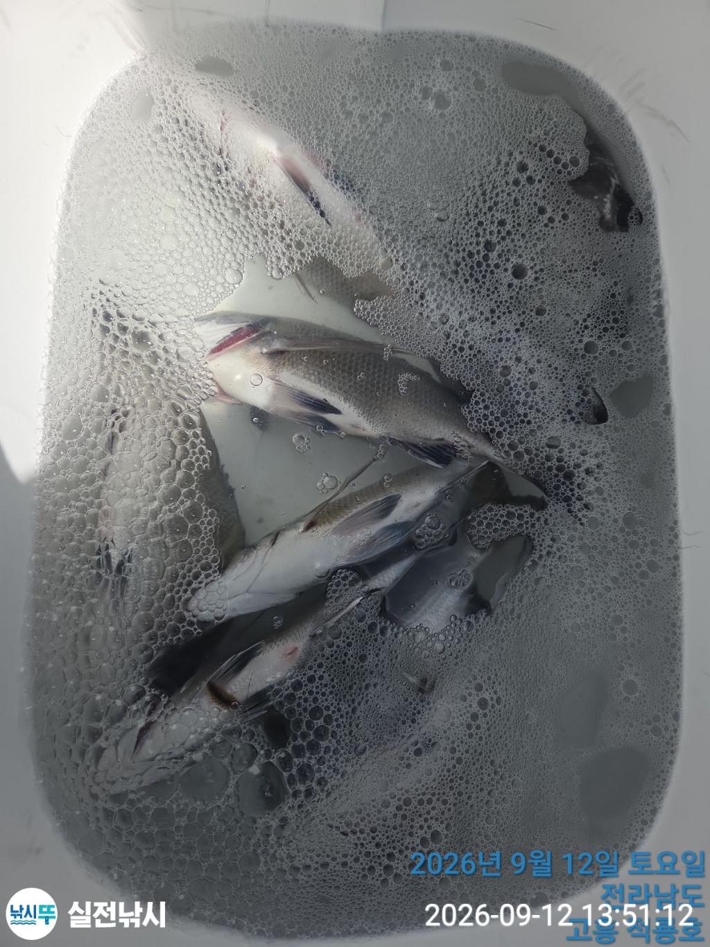 낚시뚜,감성돔,돌돔,참돔,녹동항,실전낚시,낚시뚜7