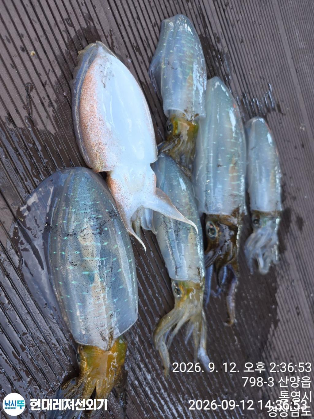 낚시뚜,감성돔,갑오징어,쥐치,풍화상장마을,통영 현대레져선외기,낚시뚜11
