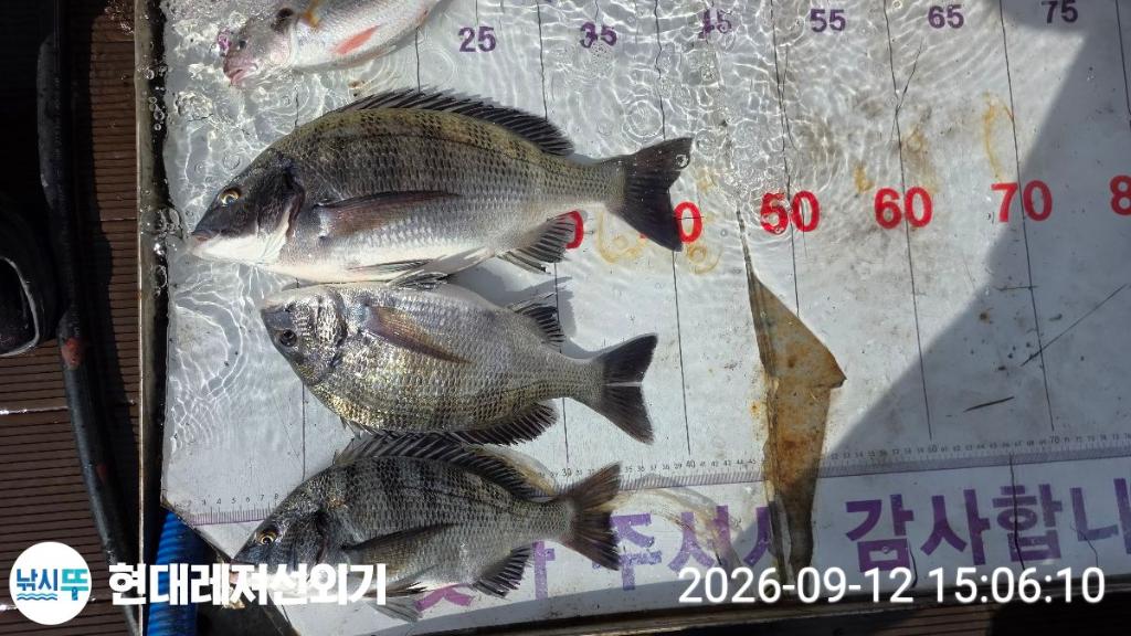 낚시뚜,감성돔,갑오징어,쥐치,풍화상장마을,통영 현대레져선외기,낚시뚜9