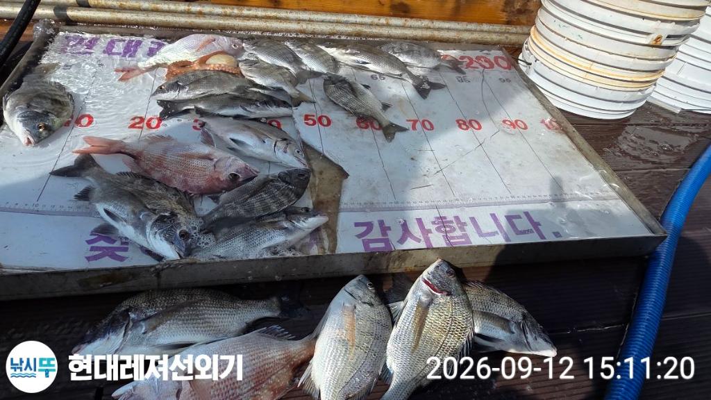낚시뚜,감성돔,갑오징어,쥐치,풍화상장마을,통영 현대레져선외기,낚시뚜8