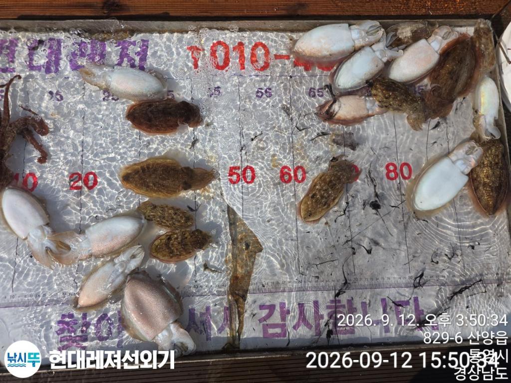 낚시뚜,감성돔,갑오징어,쥐치,풍화상장마을,통영 현대레져선외기,낚시뚜7
