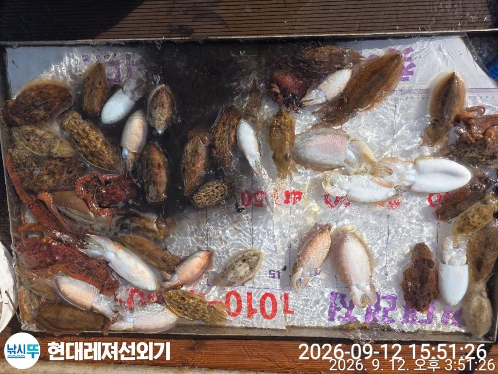 낚시뚜,감성돔,갑오징어,쥐치,풍화상장마을,통영 현대레져선외기,낚시뚜6