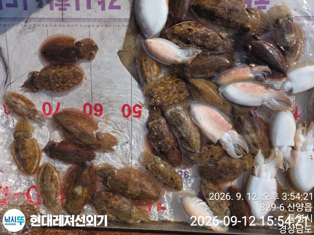 낚시뚜,감성돔,갑오징어,쥐치,풍화상장마을,통영 현대레져선외기,낚시뚜4
