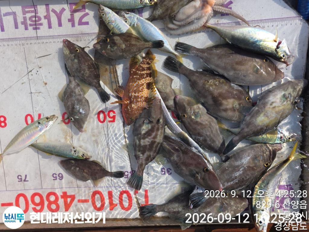 낚시뚜,감성돔,갑오징어,쥐치,풍화상장마을,통영 현대레져선외기,낚시뚜3