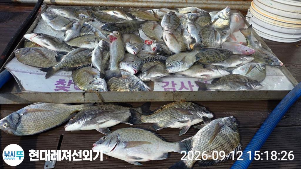 낚시뚜,감성돔,갑오징어,쥐치,풍화상장마을,통영 현대레져선외기,낚시뚜0
