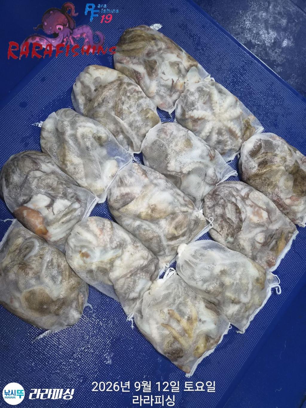낚시뚜,돌문어,속천항(진해),라라피싱,낚시뚜17