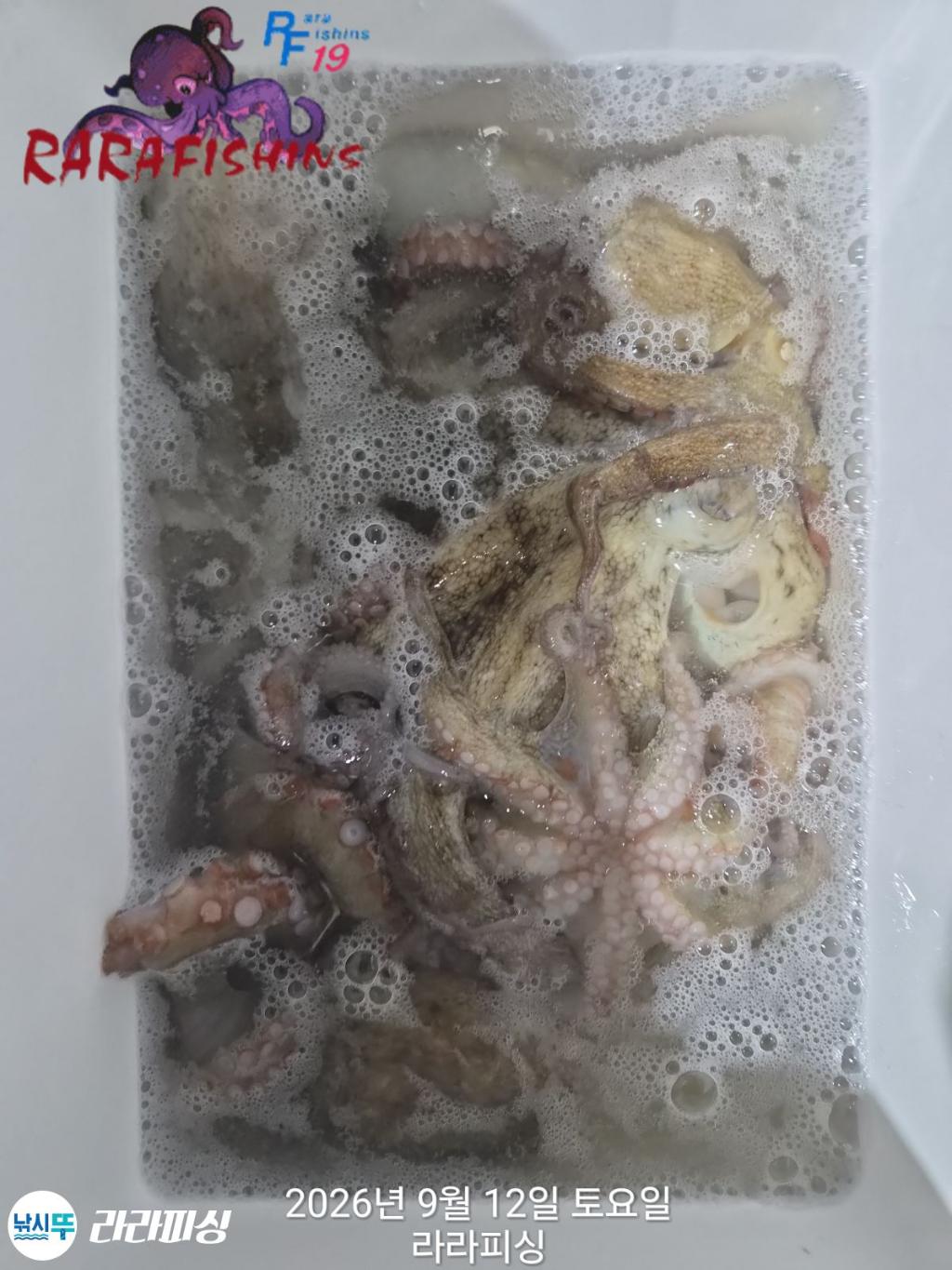 낚시뚜,돌문어,속천항(진해),라라피싱,낚시뚜13