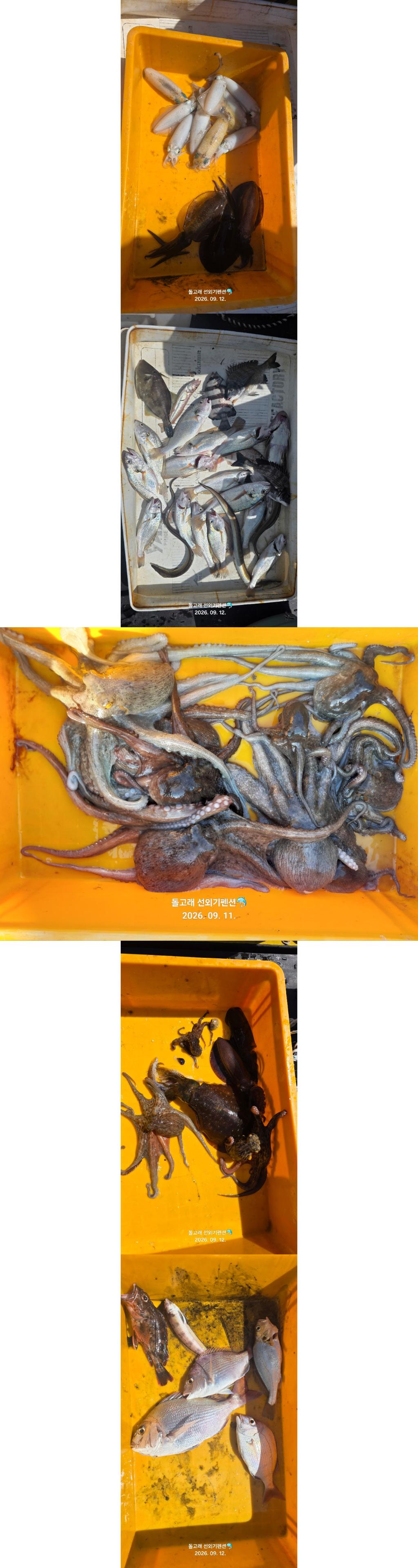 낚시뚜,무늬오징어,풍화상장마을,풍화리돌고래낚시,낚시뚜0