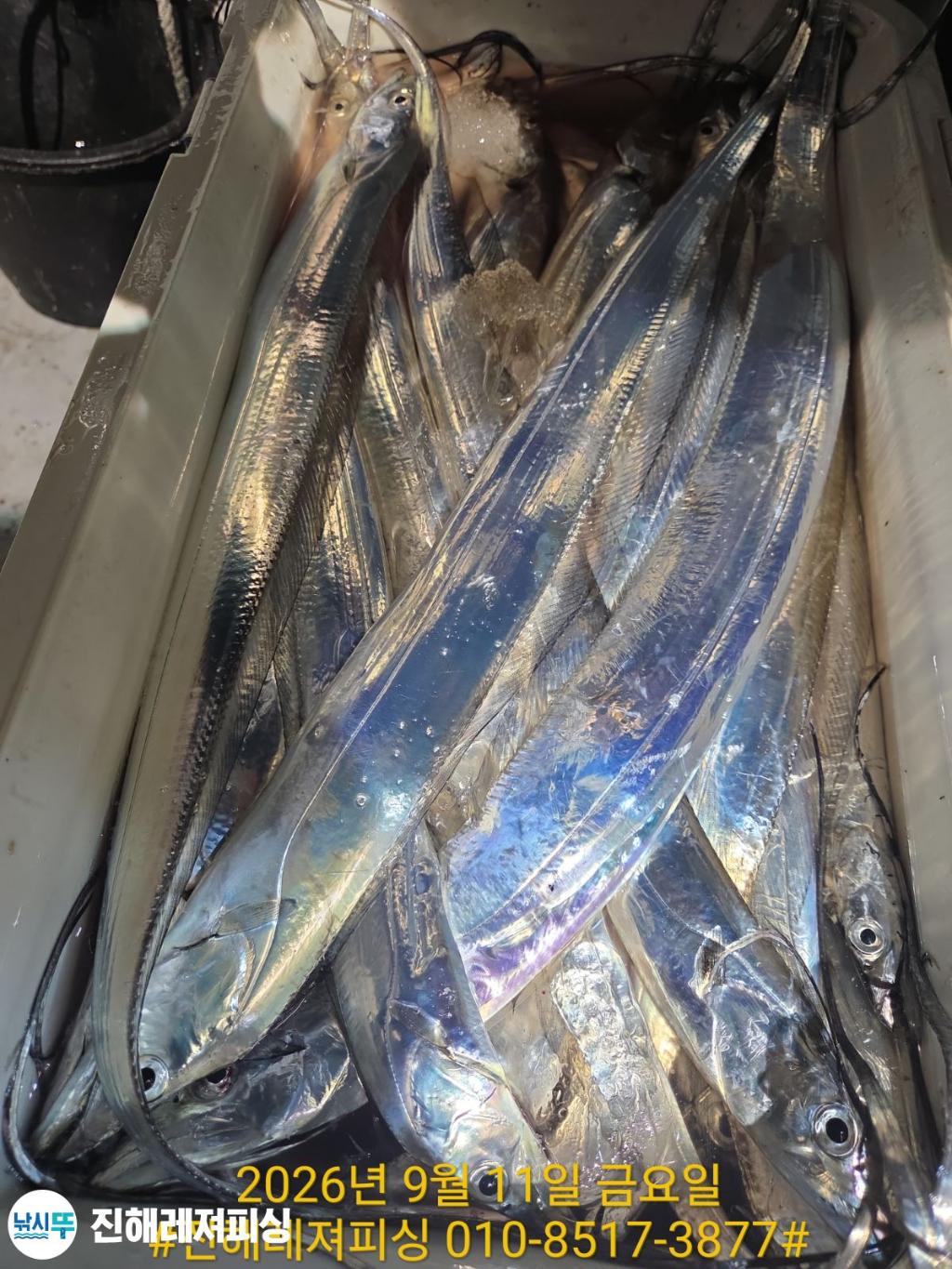 낚시뚜,갈치,진해1부두항,진해레져피싱,낚시뚜9
