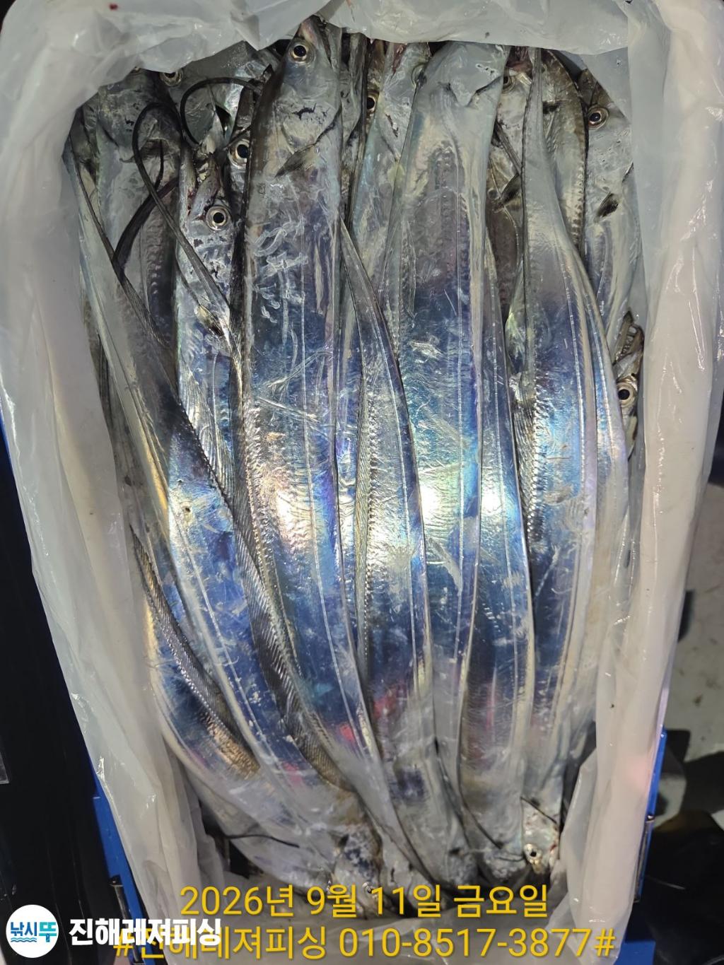낚시뚜,갈치,진해1부두항,진해레져피싱,낚시뚜3