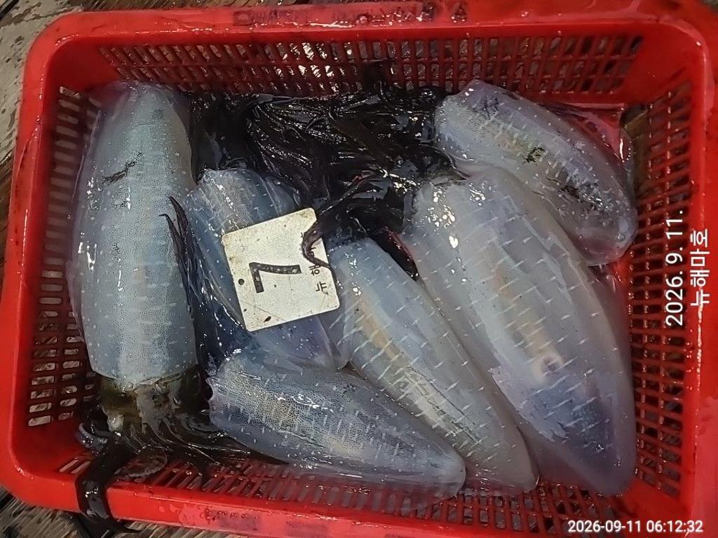 낚시뚜,무늬오징어,영일만항,뉴해마호,낚시뚜49