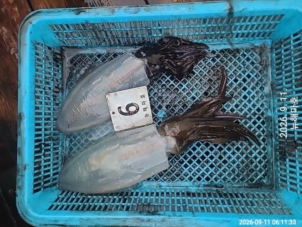 낚시뚜,무늬오징어,영일만항,뉴해마호,낚시뚜48