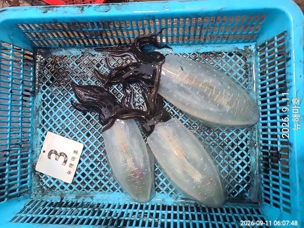 낚시뚜,무늬오징어,영일만항,뉴해마호,낚시뚜45