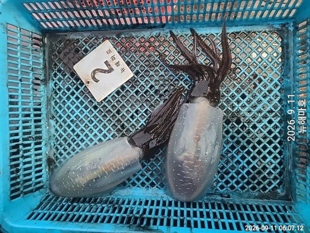 낚시뚜,무늬오징어,영일만항,뉴해마호,낚시뚜44