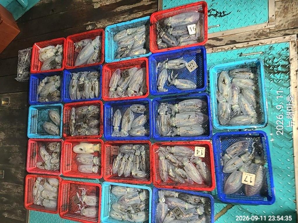 낚시뚜,무늬오징어,영일만항,뉴해마호,낚시뚜1