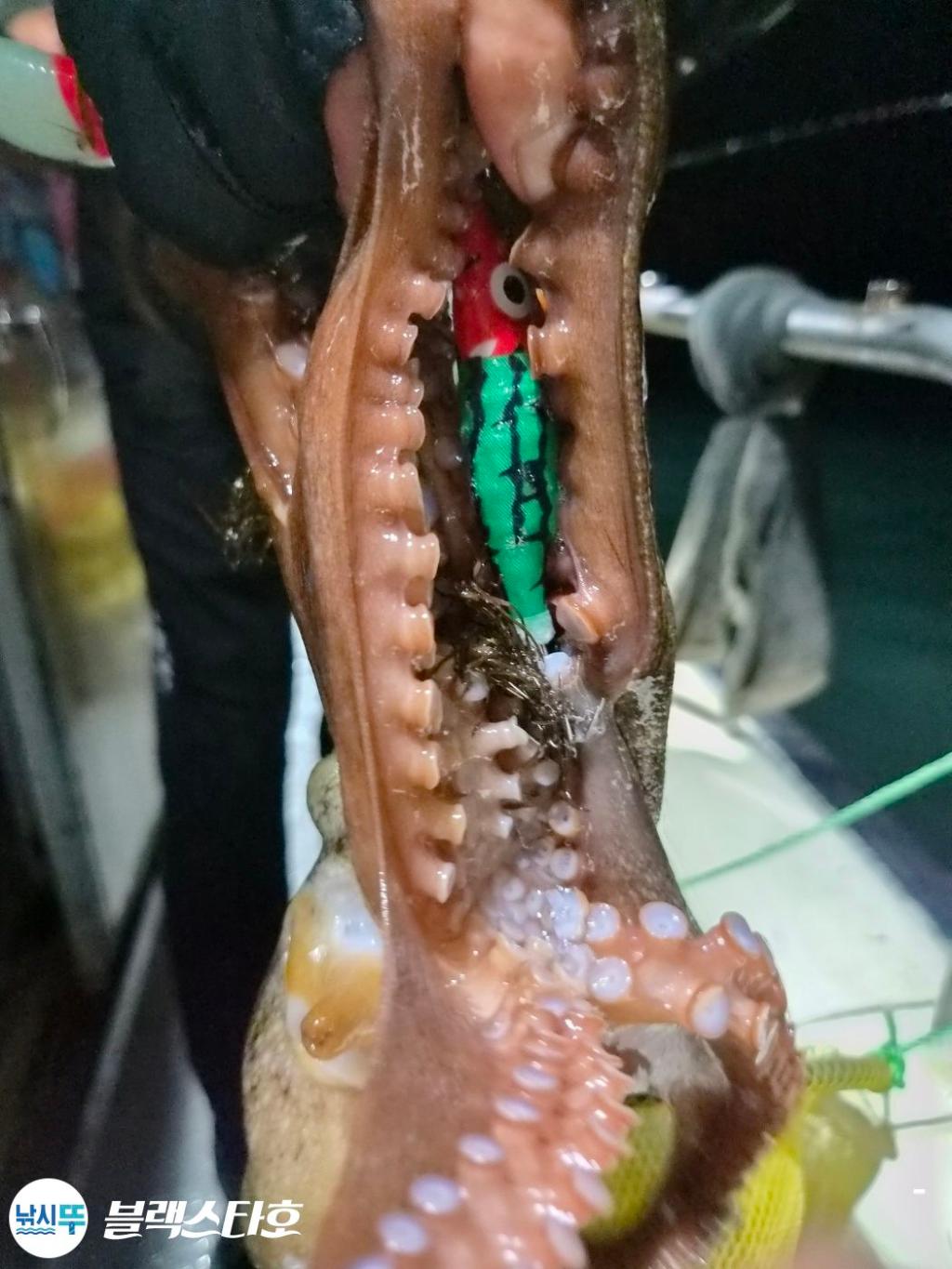 낚시뚜,돌문어,삼천포 팔포항,삼천포 블랙스타,낚시뚜3