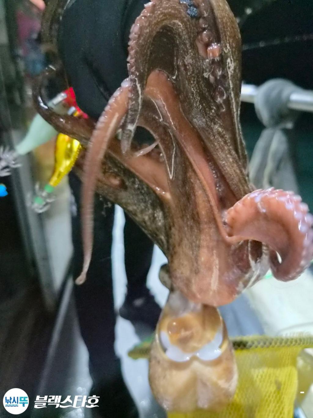 낚시뚜,돌문어,삼천포 팔포항,삼천포 블랙스타,낚시뚜2
