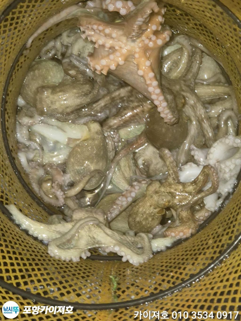 낚시뚜,기타 (직접입력),영일만항,포항카이져호,낚시뚜48