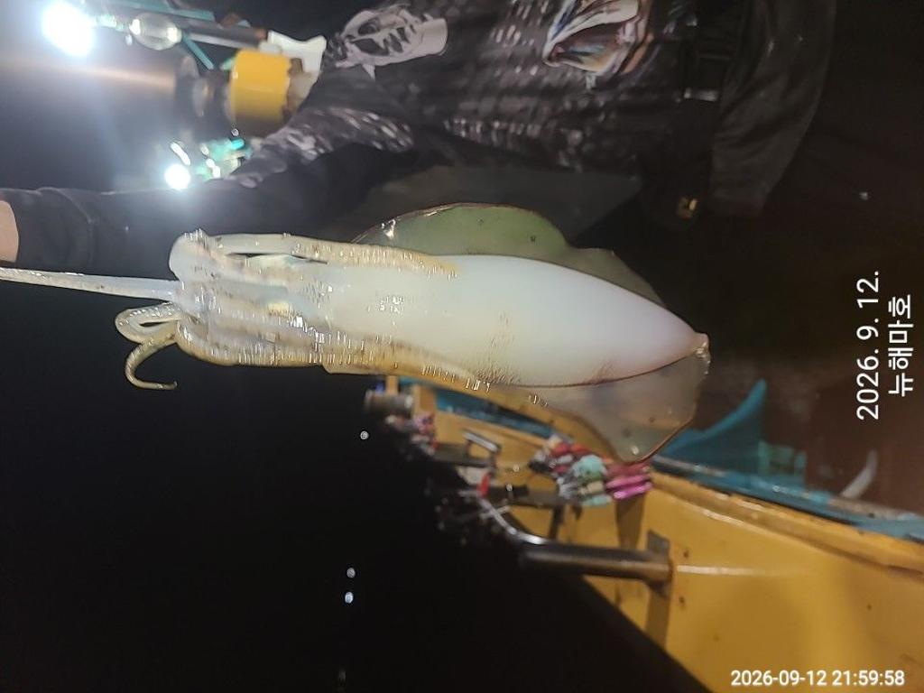 낚시뚜,무늬오징어,영일만항,뉴해마호,낚시뚜18
