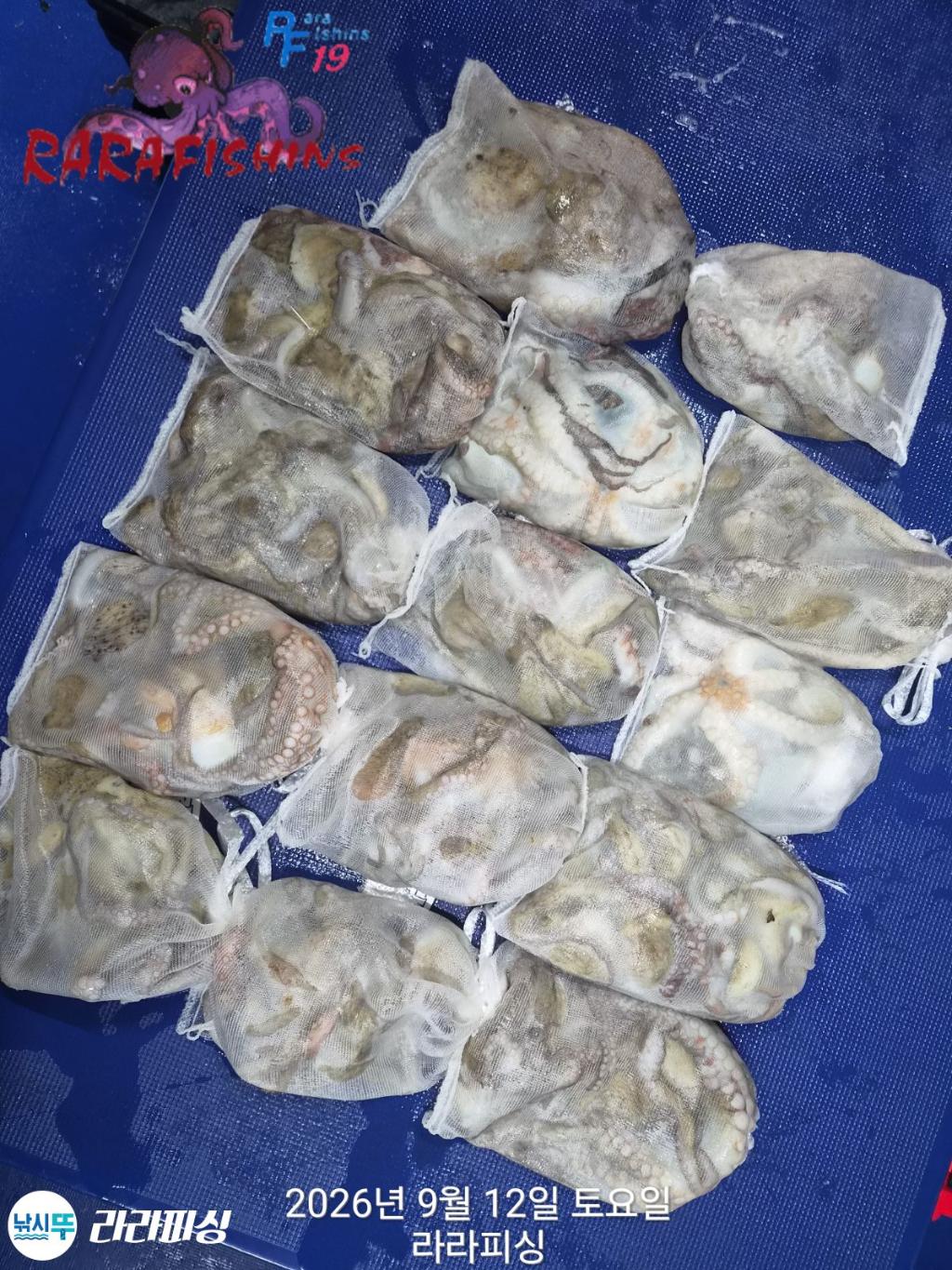 낚시뚜,돌문어,속천항(진해),라라피싱,낚시뚜17