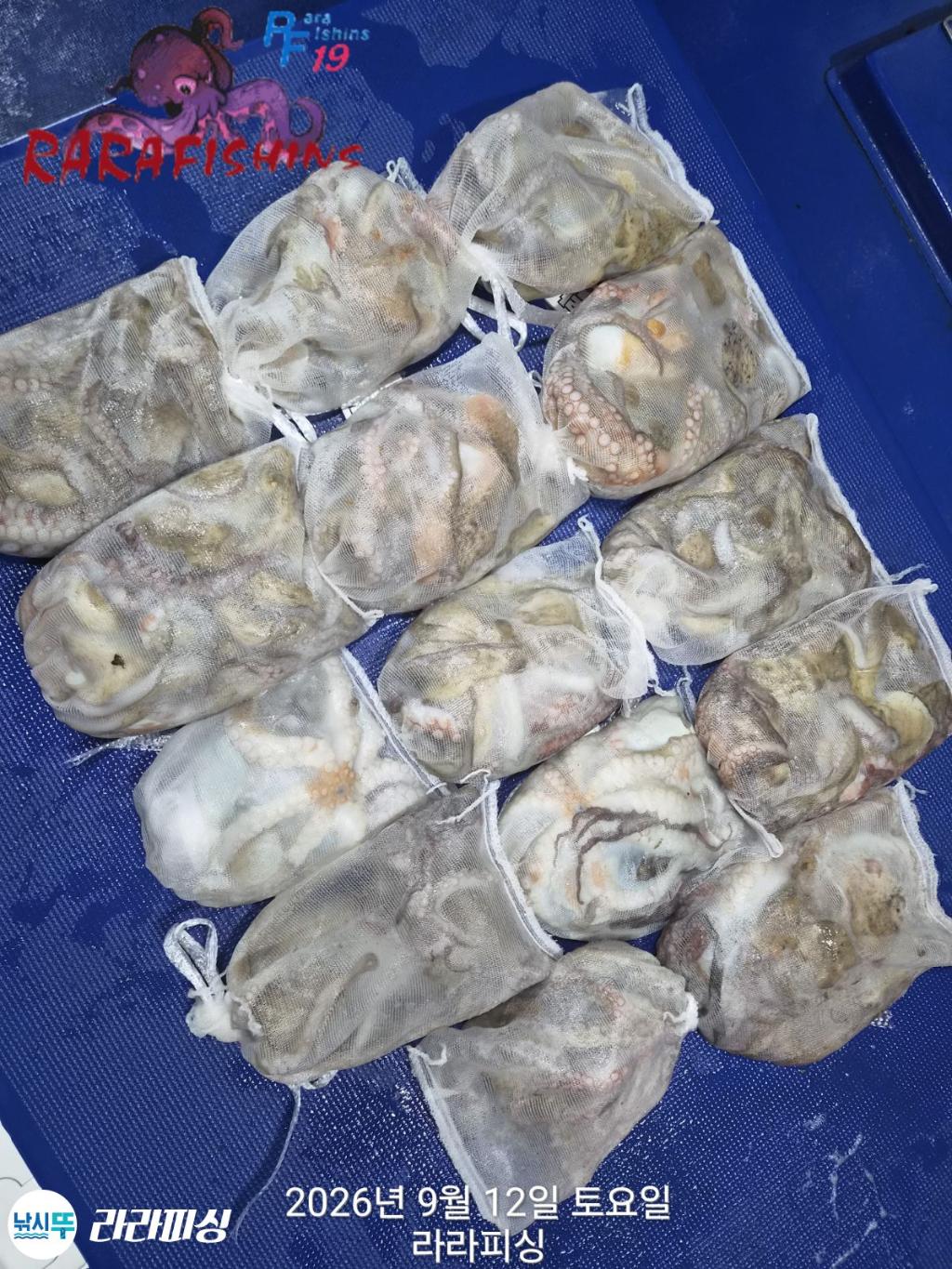 낚시뚜,돌문어,속천항(진해),라라피싱,낚시뚜14