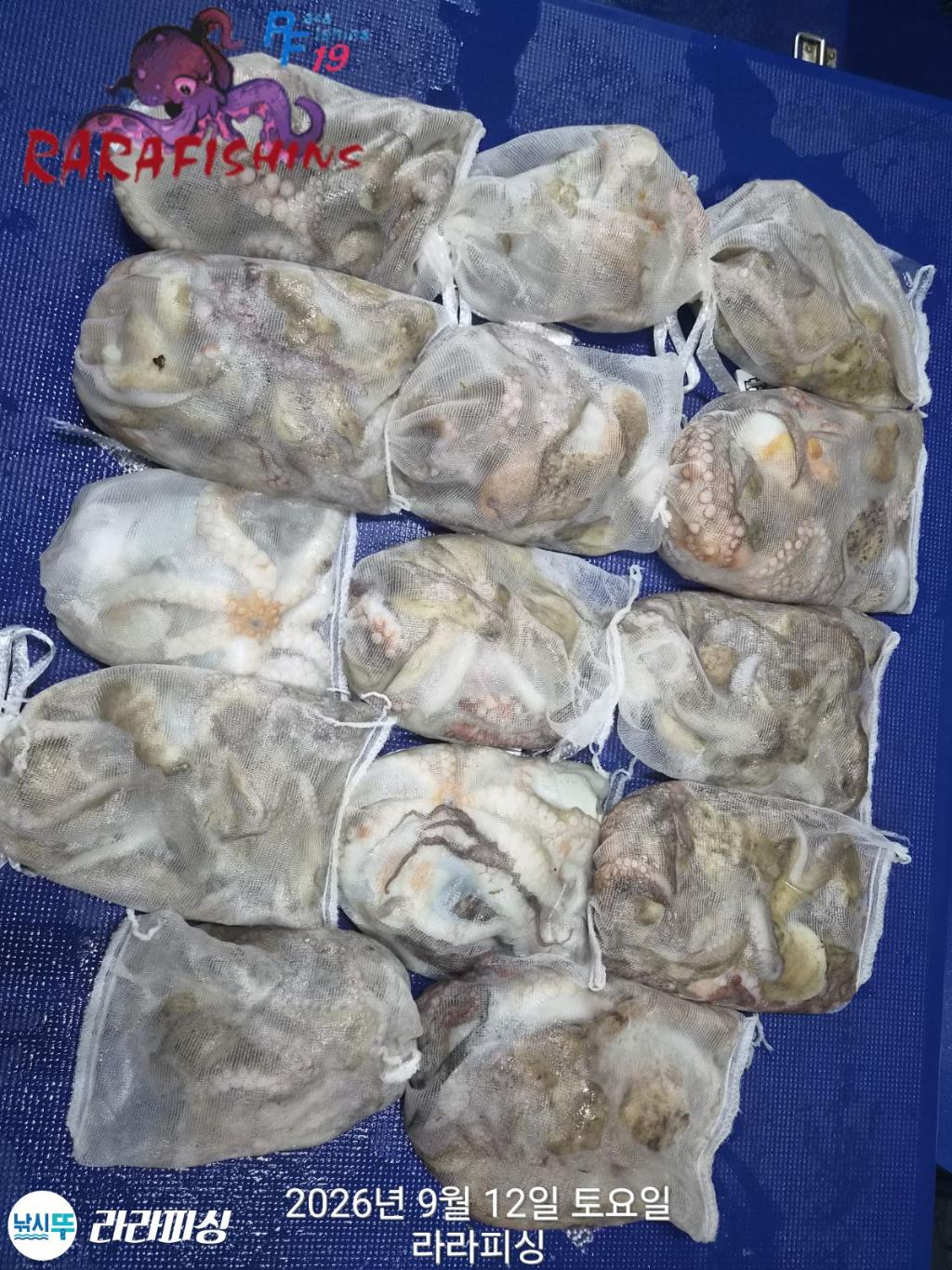낚시뚜,돌문어,속천항(진해),라라피싱,낚시뚜12