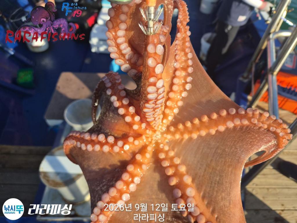 낚시뚜,돌문어,속천항(진해),라라피싱,낚시뚜6