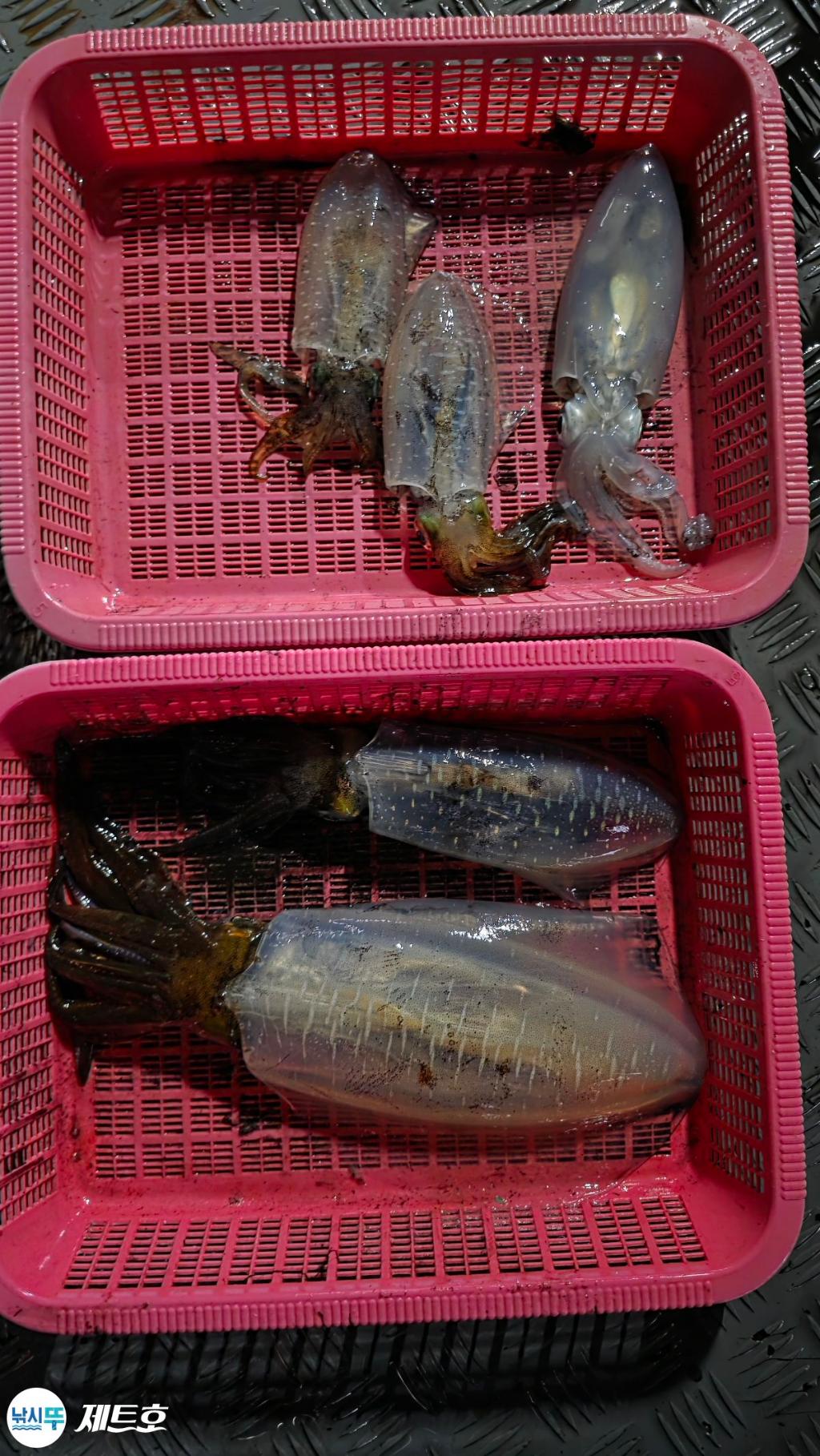 낚시뚜,무늬오징어,영일만항,포항 제트호,낚시뚜19