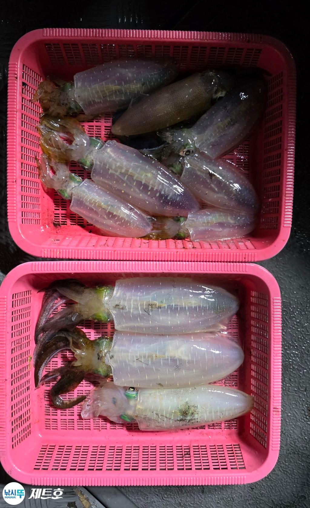 낚시뚜,무늬오징어,영일만항,포항 제트호,낚시뚜18