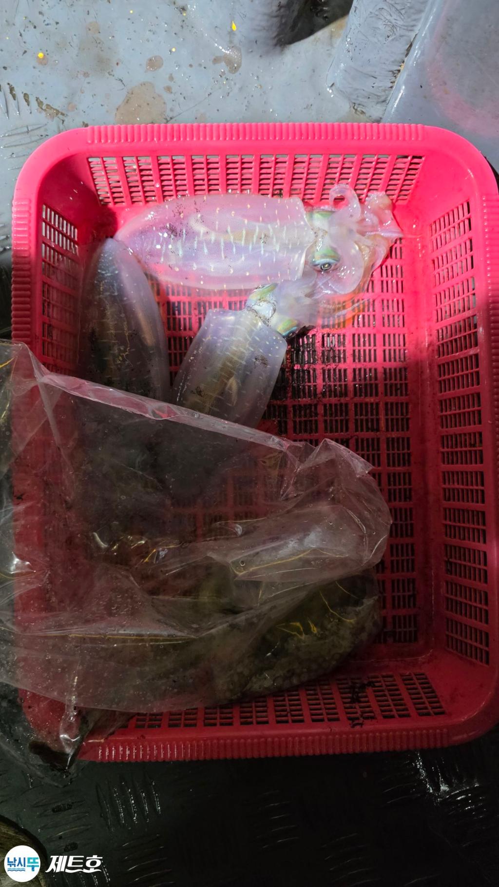 낚시뚜,무늬오징어,영일만항,포항 제트호,낚시뚜15
