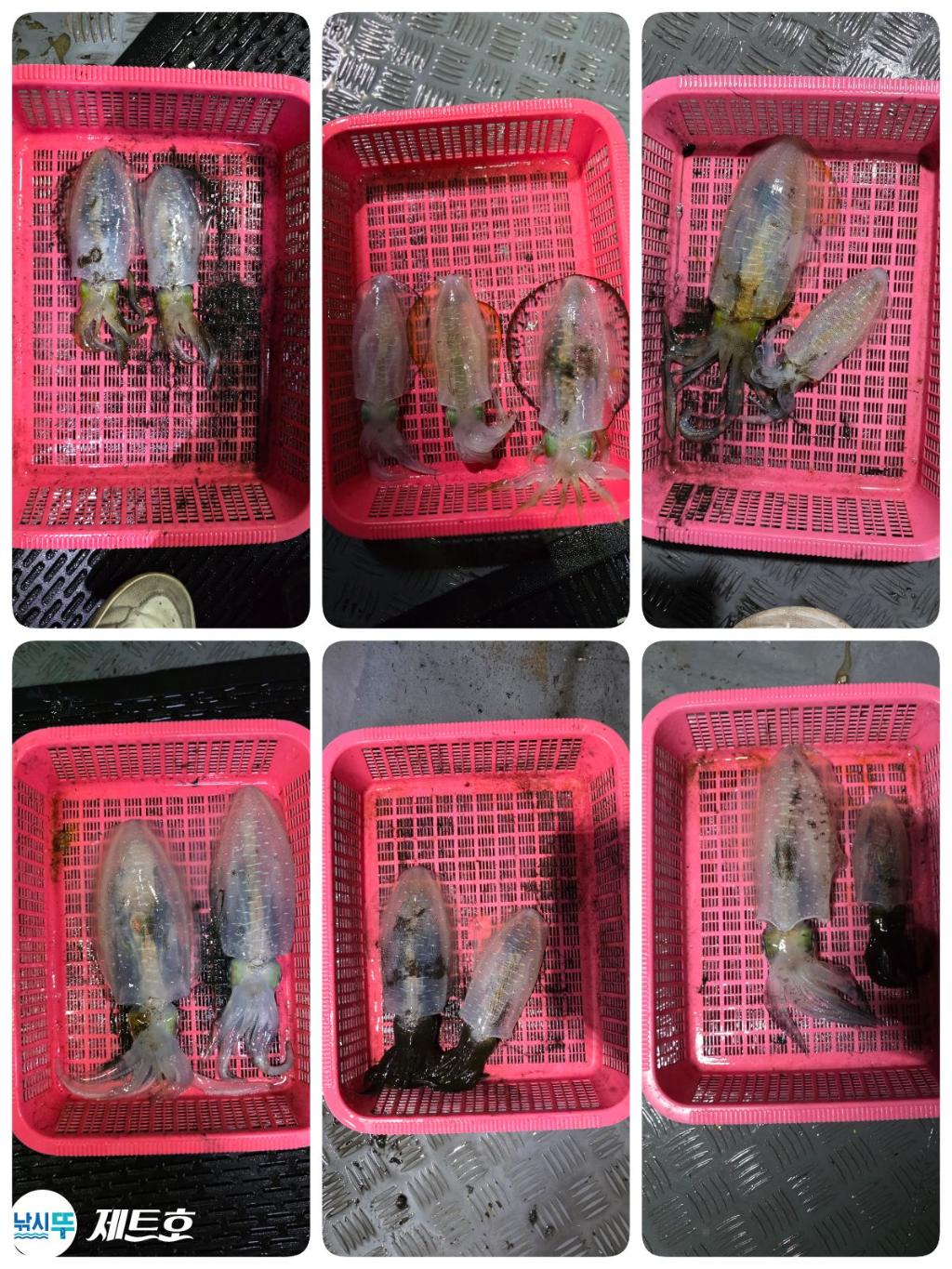 낚시뚜,무늬오징어,영일만항,포항 제트호,낚시뚜14