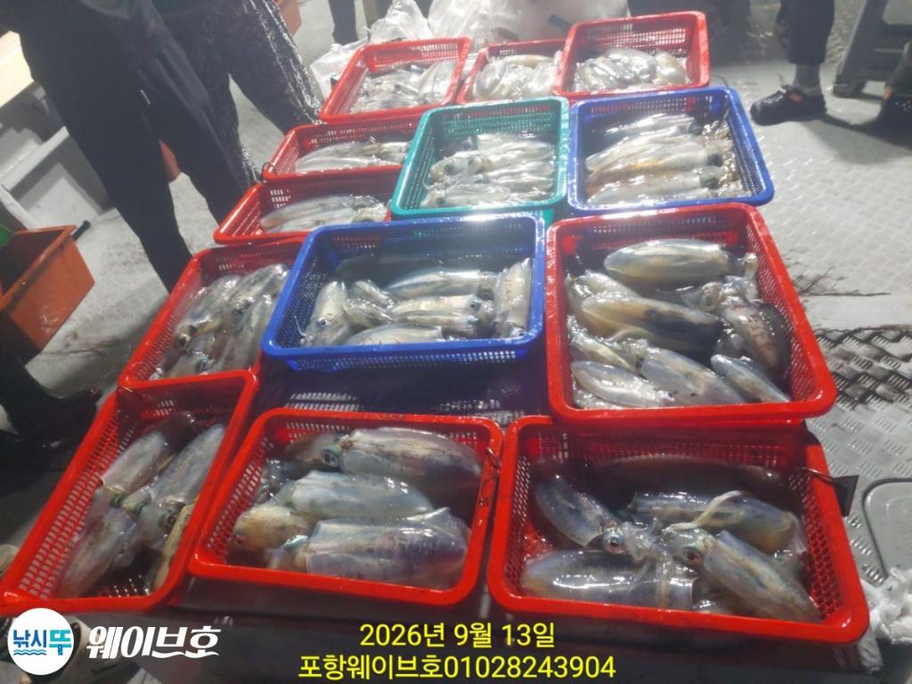 낚시뚜,무늬오징어,구룡포항,뉴웨이브호,낚시뚜0