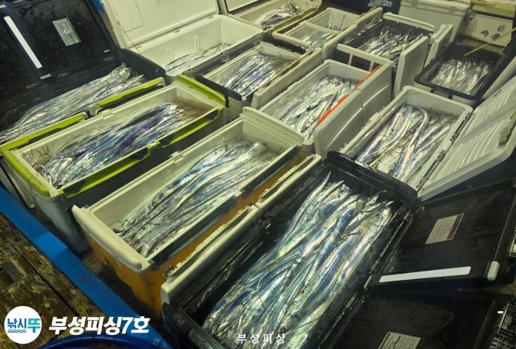 낚시뚜,갈치,통영영운리항,부성피싱7호,낚시뚜16