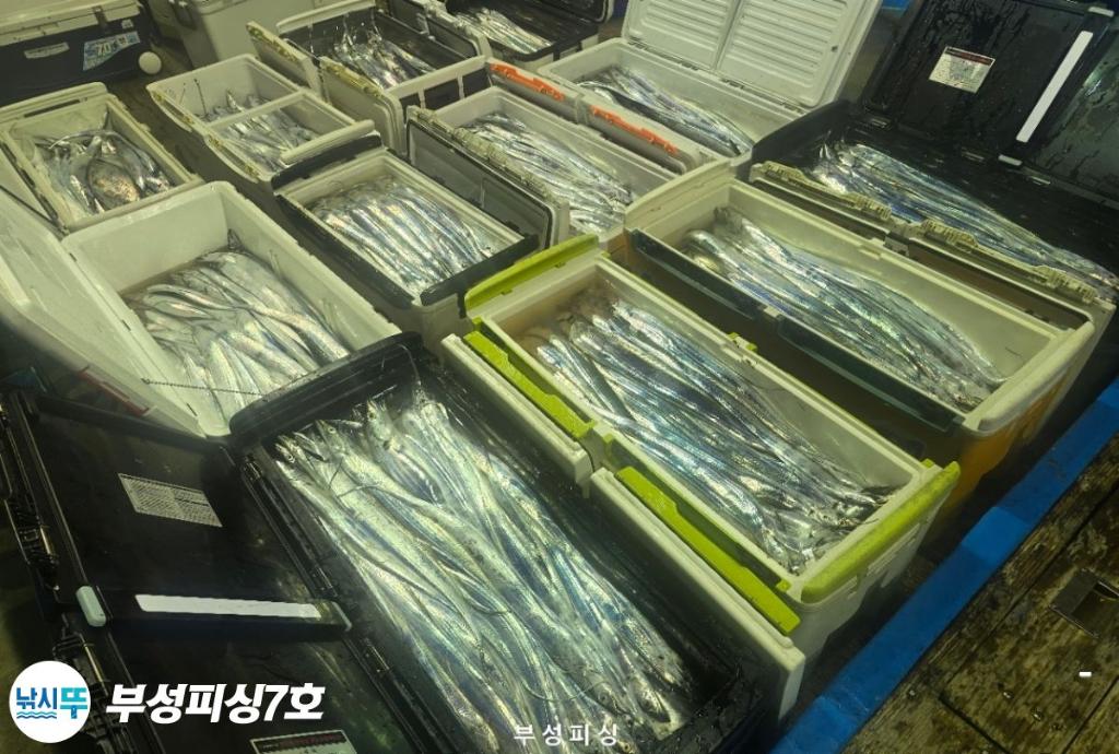 낚시뚜,갈치,통영영운리항,부성피싱7호,낚시뚜15