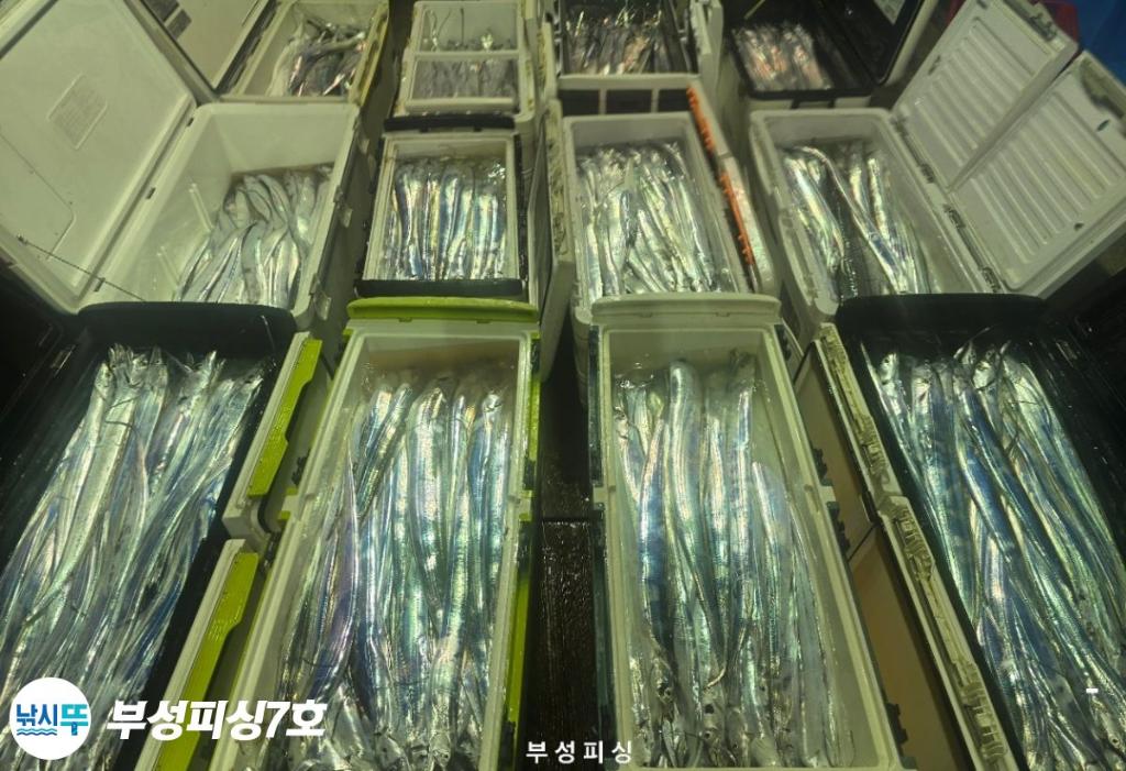 낚시뚜,갈치,통영영운리항,부성피싱7호,낚시뚜14