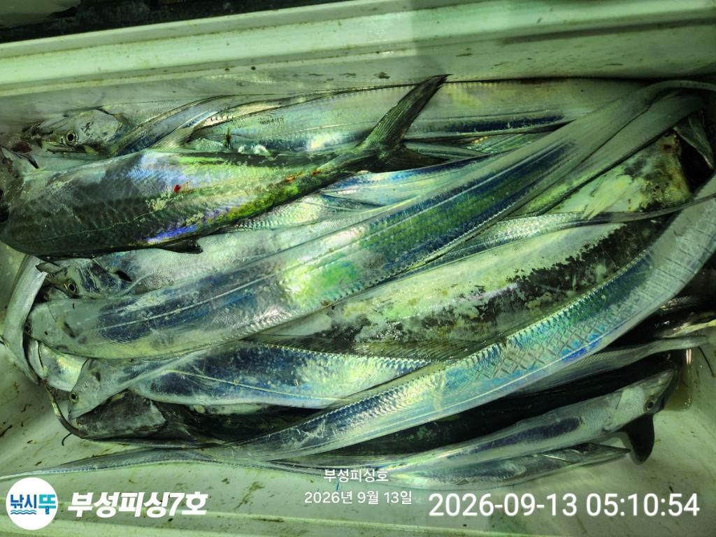 낚시뚜,갈치,통영영운리항,부성피싱7호,낚시뚜13