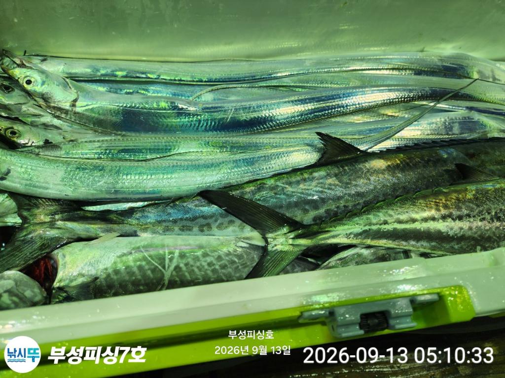 낚시뚜,갈치,통영영운리항,부성피싱7호,낚시뚜12